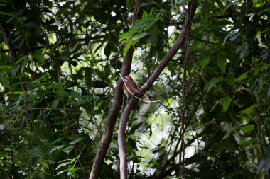 Kahverengi Thasher (Toxostoma rufum) bir dal üzerinde tüneğinden etrafına bakıyor