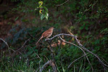 Kahverengi Thasher (Toxostoma rufum) yere düşmüş bir ağaç dalına tünemişti.