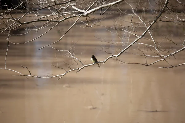 Çamurlu suyun üzerinde asılı duran çıplak bir dalda asılı meraklı doğu Phoebe (Sayornis Phoebe)