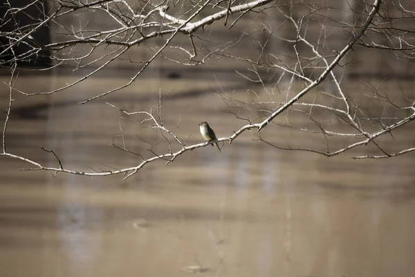 Çamurlu suyun üzerinde asılı duran çıplak bir dalda asılı meraklı doğu Phoebe (Sayornis Phoebe)