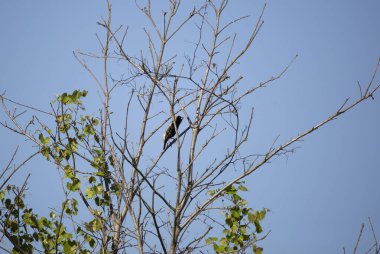 Bobolink kuşu (Dolichonyx oryzivorus) bir çalı dalına tünemiştir.