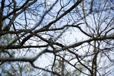 Mavi alakarga (siyanocitta cristata) kameraya dönük bir dalda
