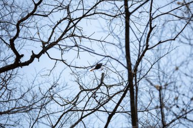 Bir uzvun üzerine tünemiş serçe şekli soğuk, mavi bir gökyüzüne karşı