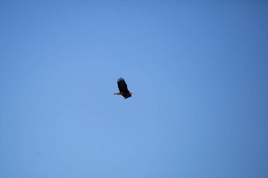 Kel kartal (Haliaeetus leucocephalus) görkemli mavi gökyüzünde uçarken