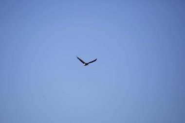 Kel kartal (Haliaeetus leucocephalus) güzel mavi gökyüzünde uçuyor.