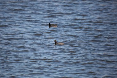 Bir çift Amerikan ördeği (Fulica americana) dalgalı suda yüzüyor.
