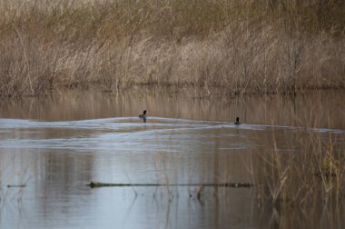 Üç Amerikan ördeği (Fulica americana) koruyucu koruma için yüzüyorlar.