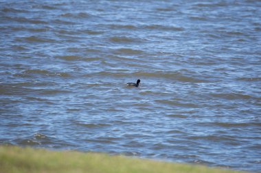 Bekar Amerikan ördeği (Fulica americana) kıyıya yakın yüzüyor
