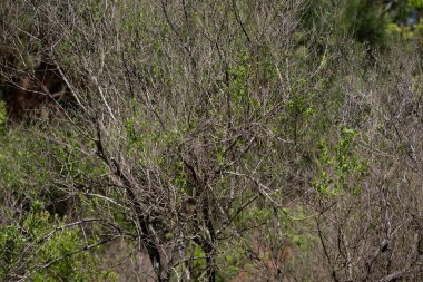 Yeşil yapraklarla karıştırılmış kurumuş çalılar.