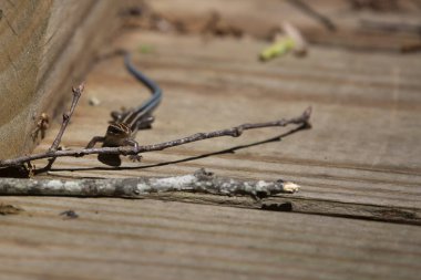 Tahta bir kaldırımda beş çizgili çocuk mendili (Plestiodon fasciatus).