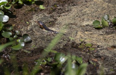 Geniş bantlı su yılanı (Nerodia fasciata) bataklıkta yüzüyor
