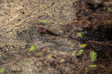 Geniş bantlı su yılanı (Nerodia fasciata) bataklıkta yüzüyor