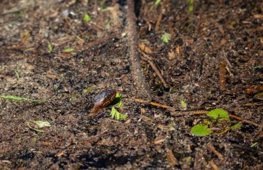 Geniş bantlı su yılanı (Nerodia fasciata) bataklıkta yüzüyor