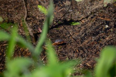 Geniş bantlı su yılanı (Nerodia fasciata) bataklıkta yüzüyor
