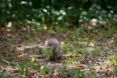 Sincap gömülü hazinesini çıkarmaya hazırlanıyor.