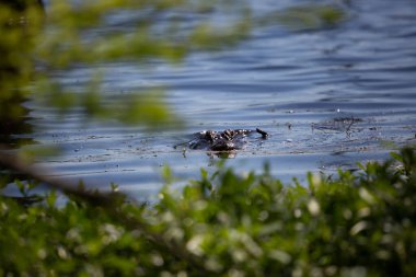 Amerikan timsahı (Timsah Missipiensis) yeşil yaprakların arasından kaygı verici bir şekilde bakıyor.