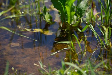 Gölün sığ ucunda küçük balıklar
