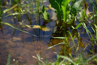Gölün sığ ucunda küçük balıklar