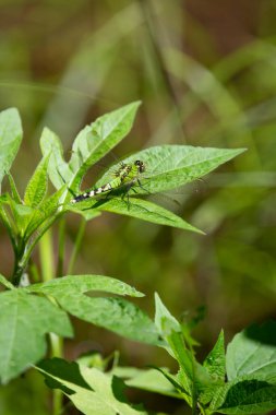 Doğudaki dişi gölet şahini (Erythemis simplicicollis) yeşil bir yaprağa tünemiştir.
