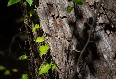 Ağaç gövdesine tünemiş kağıt eşekarısı.
