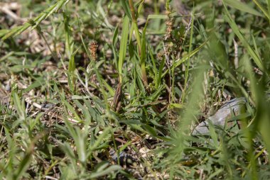 Kahverengi çekirge çimenlerde hareketsiz duruyor.