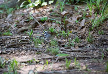 Toprakta yiyecek arayan beyaz boğazlı serçe (Zonotrichia albicollis)