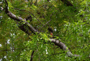 Bir ağaç dalına tünemiş meraklı Amerikan bülbülü (Turdus migratorius)