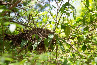 Amerikan bülbülü (Turdus migratorius) yuvası bir çalılıkta tamamlandı