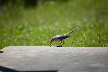 Kuzey alaycı kuşu (Mimus poslyglotto) bir larvayı topluyor