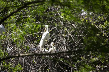 Büyük balıkçıl (Ardea alba) ebeveynleri yavrularını izler.