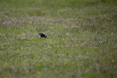 Avrupa sığırcığı (Sturnus vulgaris) bir çayırda yiyecek arıyor