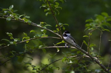 Siyah başlıklı tavuk (Poecile atricapillus) bir çalı dalına tünemiş ve tohum yiyor.