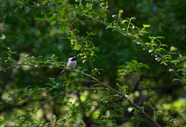 Siyah başlıklı piliç (Poecile atricapillus) çalıların üzerine tünemişti.