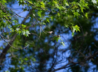 Siyah başlıklı tavuk (Poecile atricapillus), ölen bir ağaç dalına tünemiş bir böcek yakalamış.