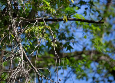 Genç siyah başlıklı piliç (Poecile atricapillus) ölü bir ağaç dalına tünemişti.