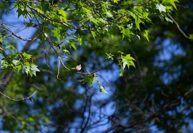 Siyah başlıklı tavuk (Poecile atricapillus), ölen bir ağaç dalına tünemiş bir böcek yakalamış.