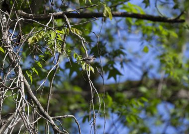 Genç siyah başlıklı piliç (Poecile atricapillus) ölü bir ağaç dalına tünemişti.