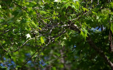 Genç siyah başlıklı piliç (Poecile atricapillus) yeşil ağaç yapraklarının etrafında uçuyor
