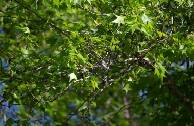 Genç siyah başlıklı piliç (Poecile atricapillus) yeşil ağaç yapraklarının etrafında uçuyor