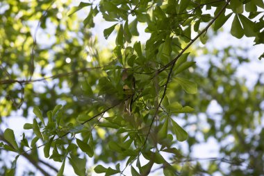 Sedir balmumu kuş (Bombycilla cedrorum) arka planda kısmen gökyüzü ile yapraklar tarafından gizlenmiş