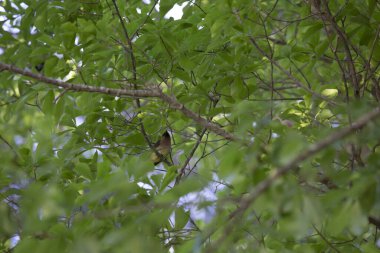 Sedir balmumu kuş (Bombycilla cedrorum) bir dala tünemiş, merakla etrafına bakıyor
