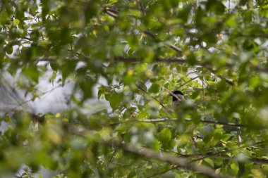 Siyah başlıklı tavuk (Poecile atricapillus) bir çalılığın dalları arasında saklıdır ve ağzına kadar yiyecek doludur.