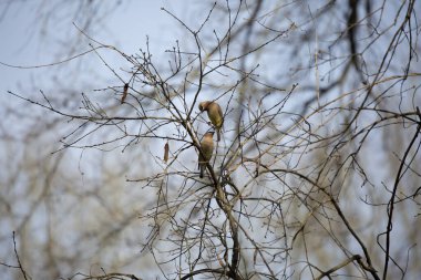 Bir çift sedir kanatlı kuş (Bombycilla cedrorum), biri diğerine bakar