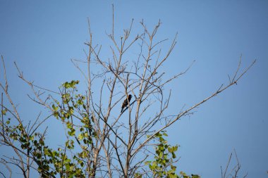 Bobolink kuşu (Dolichonyx oryzivorus) bir çalı dalına tünemiştir.