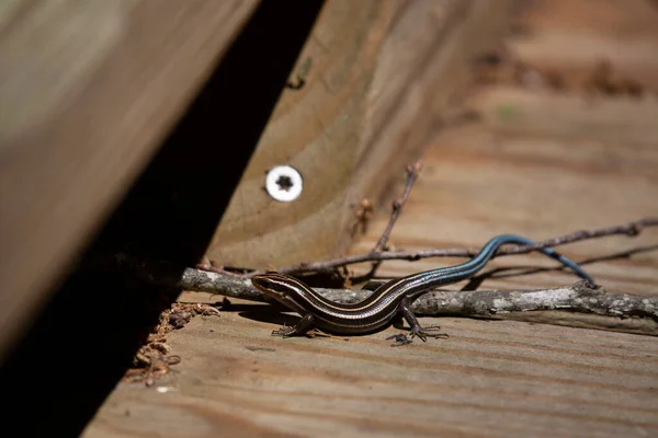 Tahta bir kaldırımda beş çizgili çocuk mendili (Plestiodon fasciatus).