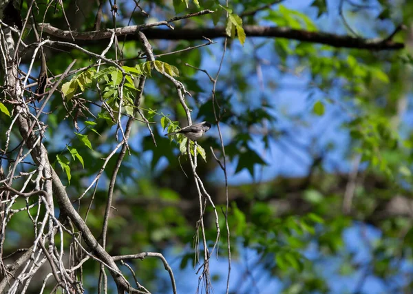 Genç siyah başlıklı piliç (Poecile atricapillus) ölü bir ağaç dalına tünemişti.