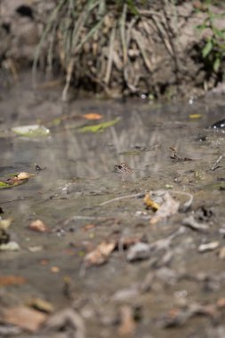 Leopar kurbağası (lithobates sphenocephalus utricularius) çamurlu suda kamufle olur.