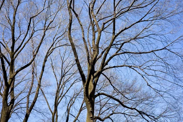 Trees Showing Limbs Springtime Buds Just Beginning Appear Blue Sky — Stock Photo, Image