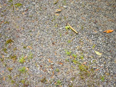 Dağ yolu taşlarla kaplı, etrafa saçılmış yabani ot ve yapraklarla.