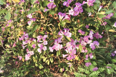 Sarımsak asma Menekşe çiçek